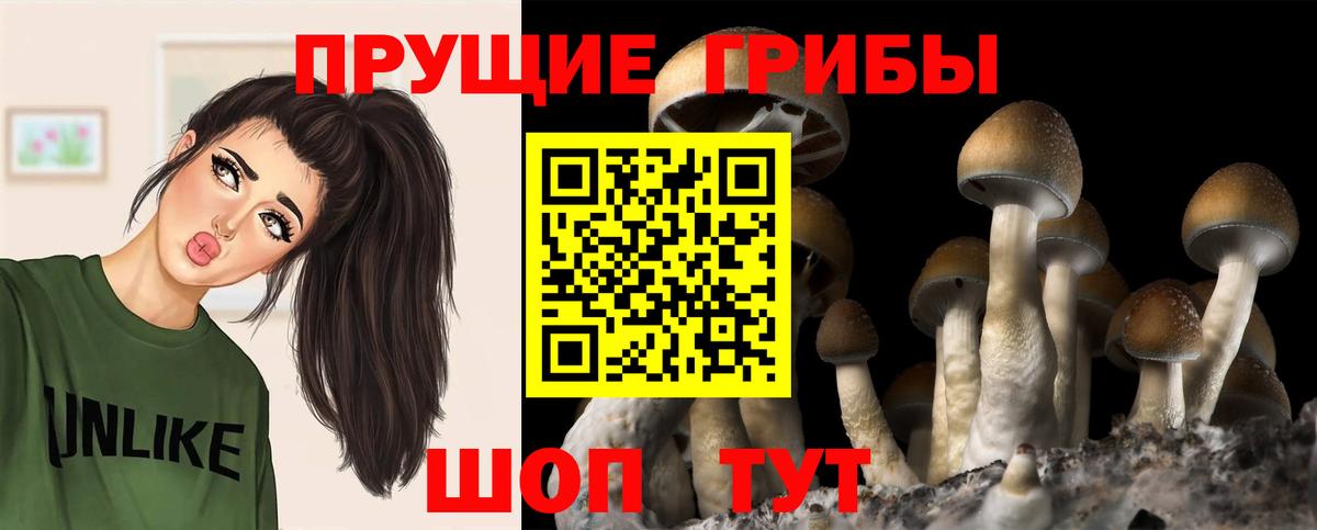 Псилоцибиновые грибы GOLDEN TEACHER  Вход с VPN  Ульяновск  Галлюциногенные грибы Magic Shrooms 